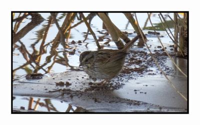 2022-11-23 2218 Swamp Sparrow