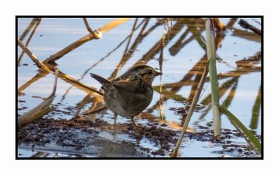 2022-11-23 2234 Swamp Sparrow