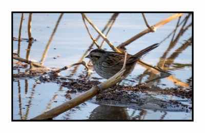 2022-11-23 2236 Swamp Sparrow