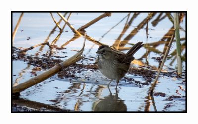 2022-11-23 2243 Swamp Sparrow