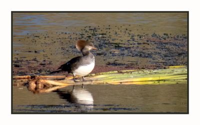 2022-11-25 2275 Hooded Merganser