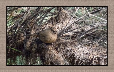 2022-11-25 2294 Abert's Towhee