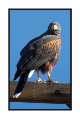 2022-11-25 2303 Harris' Hawk