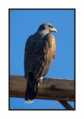 2022-11-25 2328 Harris' Hawk