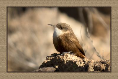 2022-11-30 2363 Canyon Wren