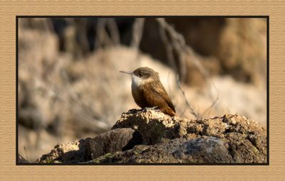 2022-11-30 2368 Canyon Wren