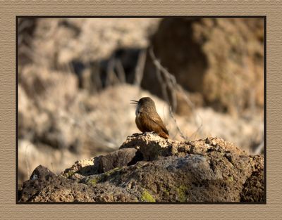 2022-11-30 2369 Canyon Wren