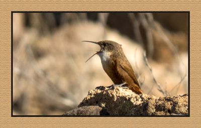 2022-11-30 2370 Canyon Wren