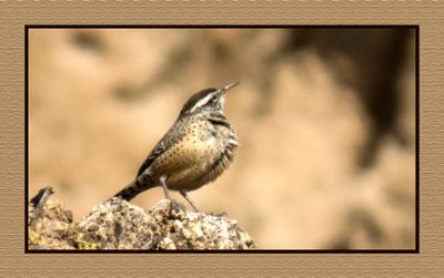 2022-11-30 2401 Cactus Wren