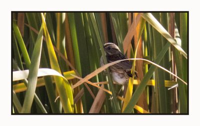 2022-11-30 2461 Swamp Sparrow