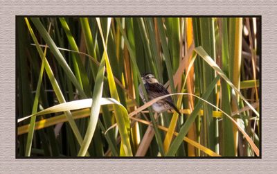 2022-11-30 2466 Swamp Sparrow