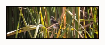 2022-11-30 2467 Swamp Sparrow