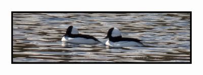 2022-11-30 2420 Buffleheads