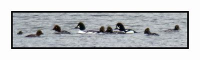 2022-12-03 2531 Very Distant Barrow's Goldeneye in Midst of Common Goldeneyes