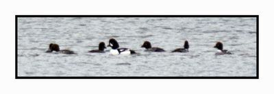 2022-12-03 2533 Very Distant Barrow's Goldeneye in Midst of Common Goldeneyes