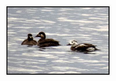 2022-12-03 2575 Winter Female Long-tailed Duck with Two Surf Scoters