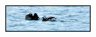 2022-12-03 8213 Winter Female Long-tailed Duck