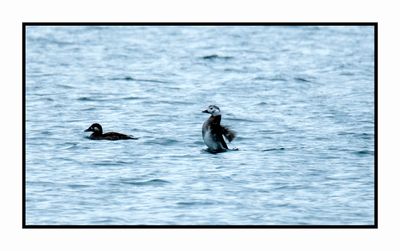 2022-12-03 8214 Winter Female Long-tailed Duck