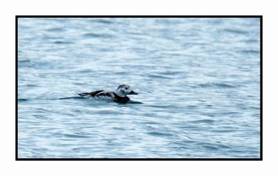 2022-12-03 8226 Winter Female Long-tailed Duck