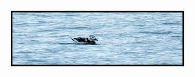 2022-12-03 8227 Winter Female Long-tailed Duck