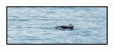 2022-12-03 8228 Winter Female Long-tailed Duck