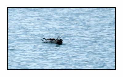 2022-12-03 8231 Winter Female Long-tailed Duck