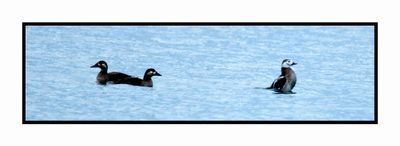 2022-12-03 8260 Winter Female Long-tailed Duck