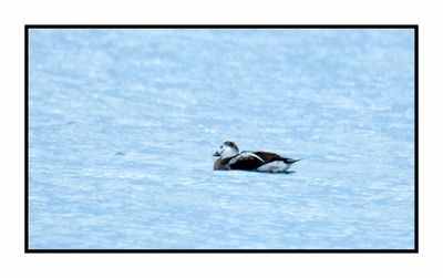 2022-12-03 8264 Winter Female Long-tailed Duck