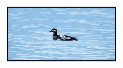 2022-12-03 8273 Winter Female Long-tailed Duck and Surf Scoter