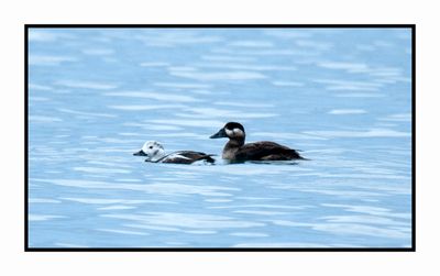 2022-12-03 8277 Winter Female Long-tailed Duck and Surf Scoter