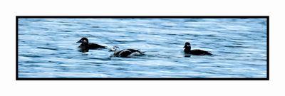 2022-12-03 8295 Winter Female Long-tailed Duck with Two Surf Scoters