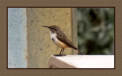 2022-12-03 2542 Rock Wren