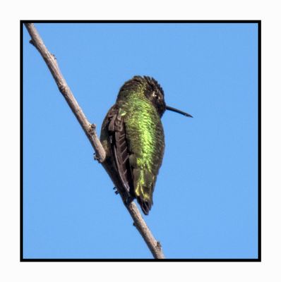 2022-12-11 2775 Black-chinned Hummingbird