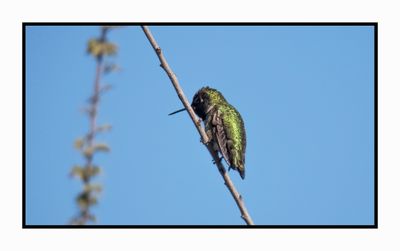 2022-12-11 2776 Black-chinned Hummingbird