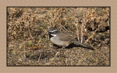 2022-12-08 2596 Black-throated Sparrow