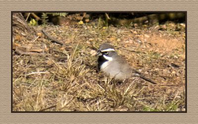 2022-12-08 2599 Black-throated Sparrow