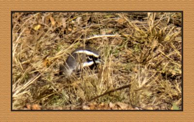 2022-12-08 2601 Black-throated Sparrow