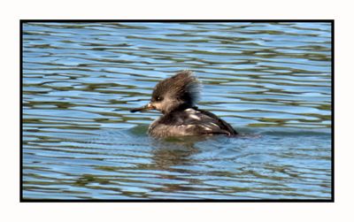 2022-12-08 2632 Hooded Merganser