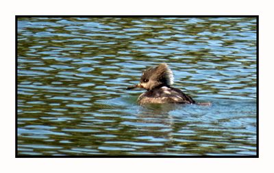 2022-12-08 2633 Hooded Merganser