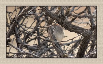 2022-12-20 2782 Rufous-crowned Sparrow