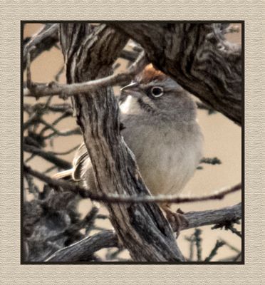 2022-12-20 2783 Rufous-crowned Sparrow