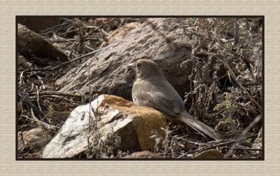 2022-12-20 2788 Canyon Towhee
