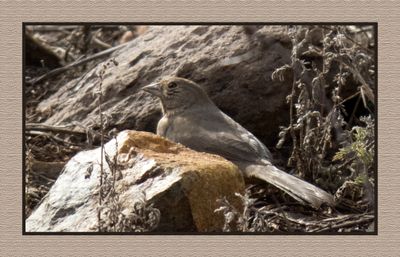 2022-12-20 2789 Canyon Towhee