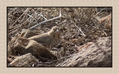 2022-12-20 2811 Canyon Towhee