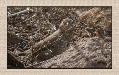 2022-12-20 2815 Canyon Towhee