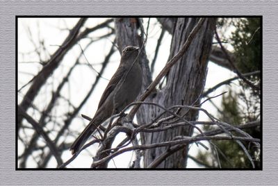 2022-12-20 2829 Townsend's Solitaire