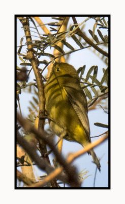 2022-12-23 3141 Orange-crowned Warbler