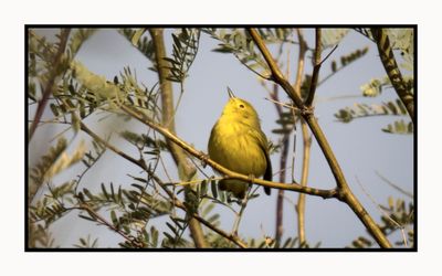 2022-12-23 3149 Orange-crowned Warbler