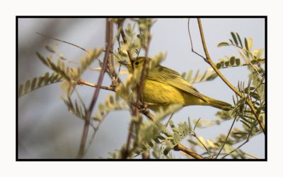 2022-12-23 3150 Orange-crowned Warbler