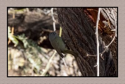 2022-12-23 3163 Orange-crowned Warbler
